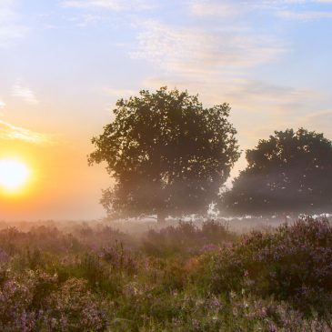 Heide in bloei